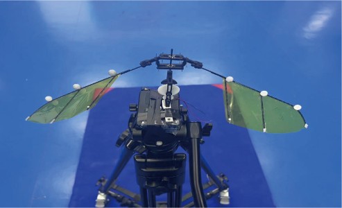 温州大学 | 如何增强可飞行扑旋翼系统气动效率？